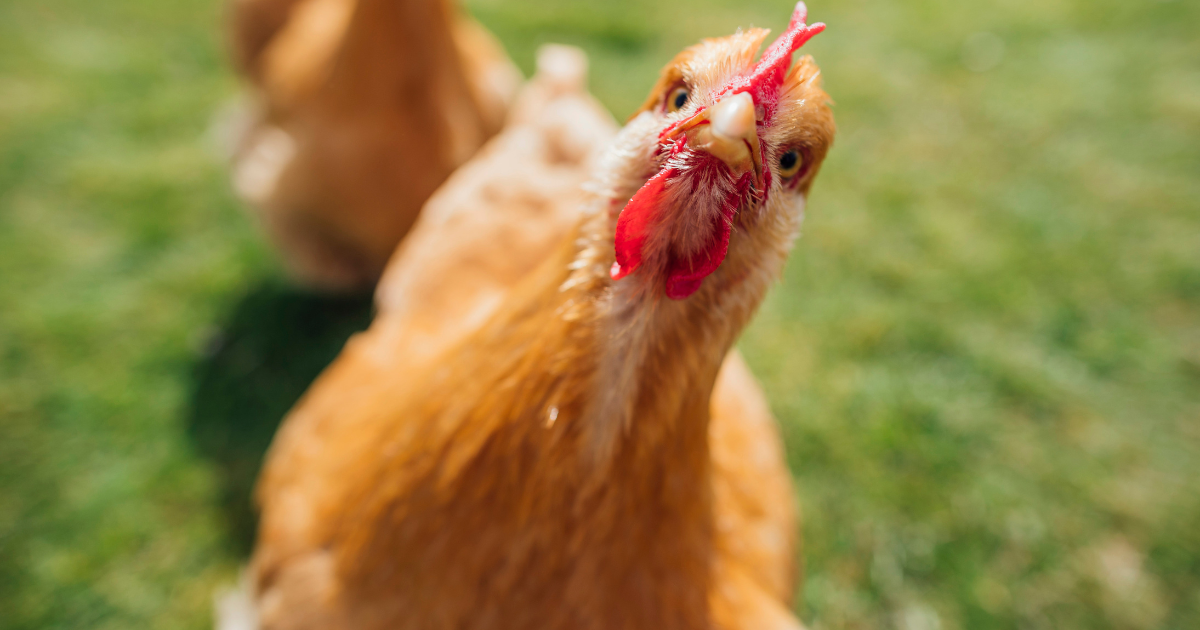criar gallinas para principiantes - piensos y semillas aeropuerto