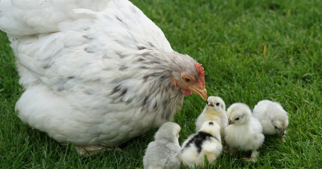 criar gallinas para principiantes - piensos y semillas aeropuerto