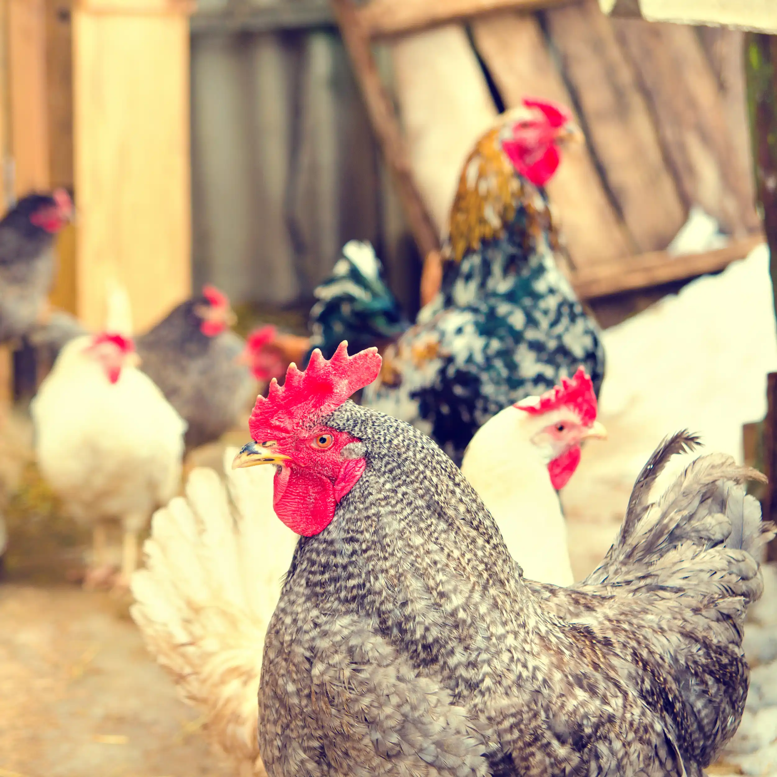 chicken-farm