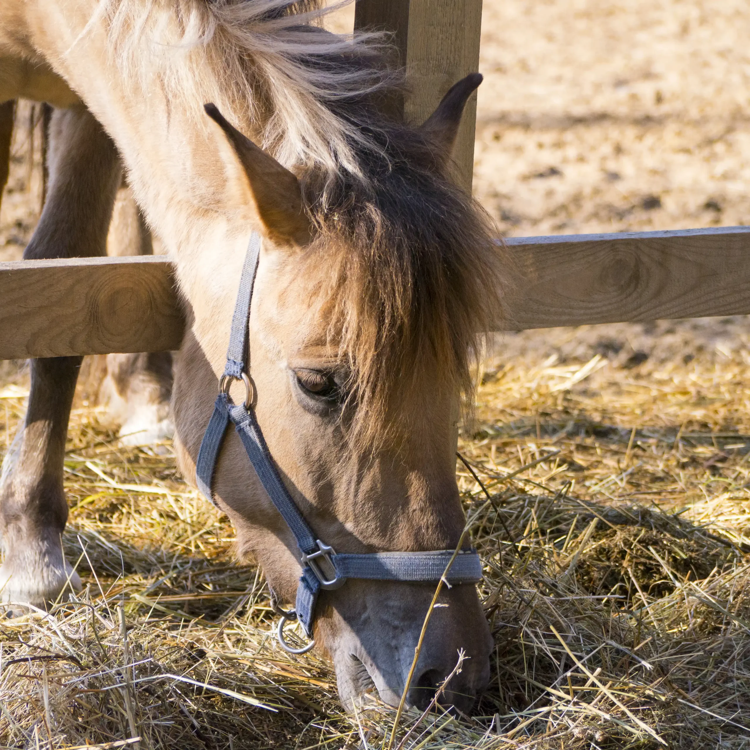 horse-field